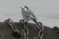 Motacilla alba