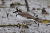 Charadrius dubius