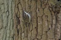 Certhia brachydactyla