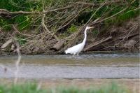 Ardea alba