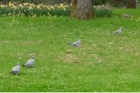 Columba palumbus