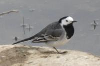 Motacilla alba