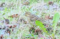 Emberiza cirlus