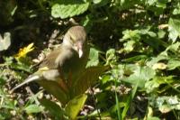 Chloris chloris