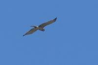 Circaetus gallicus