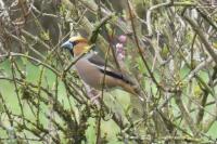 Coccothraustes coccothraustes