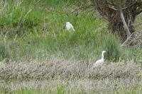 Egretta garzetta