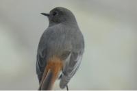 Phoenicurus ochruros