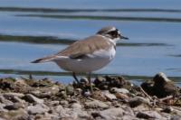 Charadrius dubius