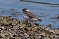 Charadrius dubius