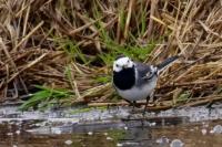 Motacilla alba