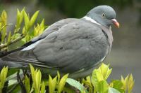 Columba palumbus