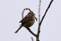 Emberiza cirlus