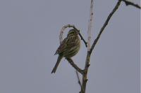 Emberiza cirlus