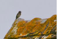 Anthus trivialis