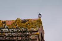 Motacilla alba