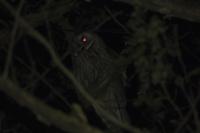 Asio otus