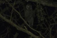 Asio otus
