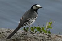 Motacilla alba