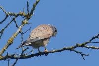 Falco tinnunculus
