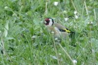 Carduelis carduelis