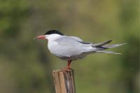 Sterna hirundo