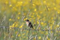 Saxicola rubetra