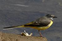 Motacilla cinerea
