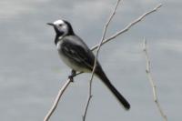 Motacilla alba