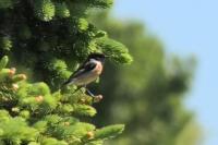 Saxicola rubicola