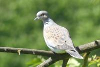 Streptopelia turtur
