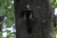 Dendrocopos medius