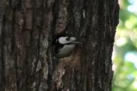 Dendrocopos major