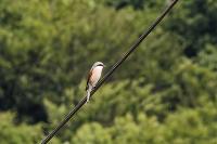Lanius collurio