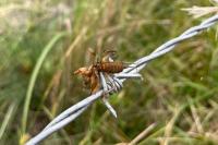 Lanius collurio