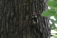 Dendrocopos medius