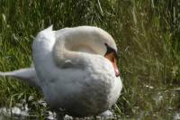 Cygnus olor