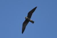 Falco subbuteo