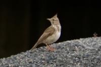 Galerida cristata
