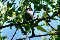 Aegithalos caudatus