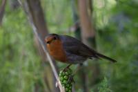 Erithacus rubecula