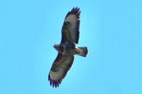 Buteo buteo