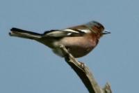 Fringilla coelebs