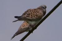 Streptopelia turtur