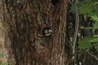 Dendrocopos major