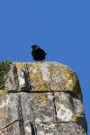 Corvus monedula