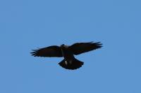 Corvus monedula