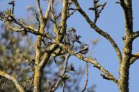 Aegithalos caudatus