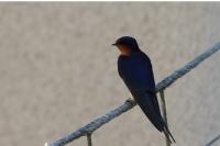 Hirundo rustica
