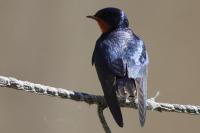 Hirundo rustica